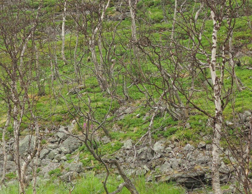 Vegetación autóctona en la península Nordkinn