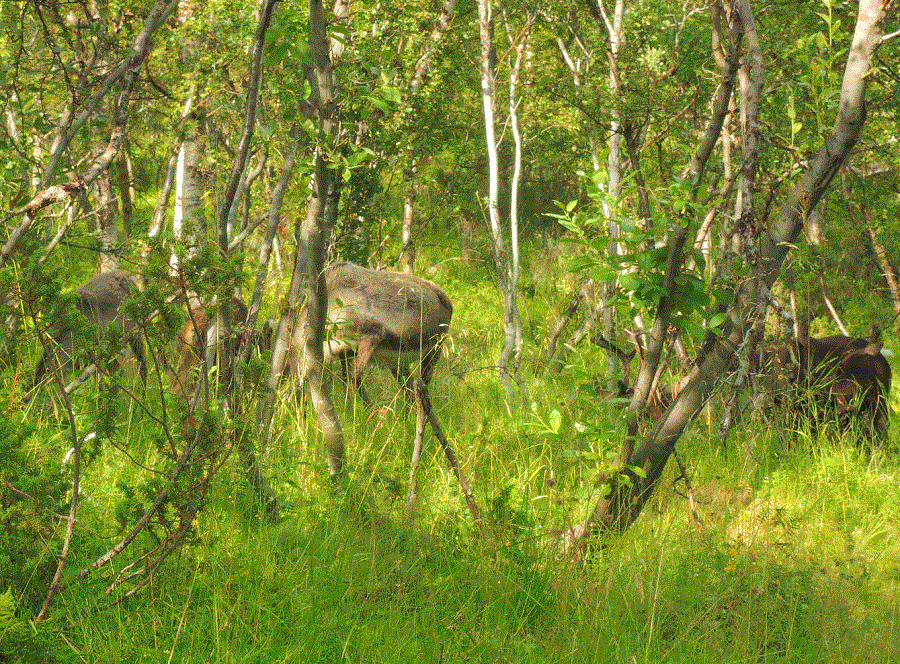 Manada de renos en el bosque
